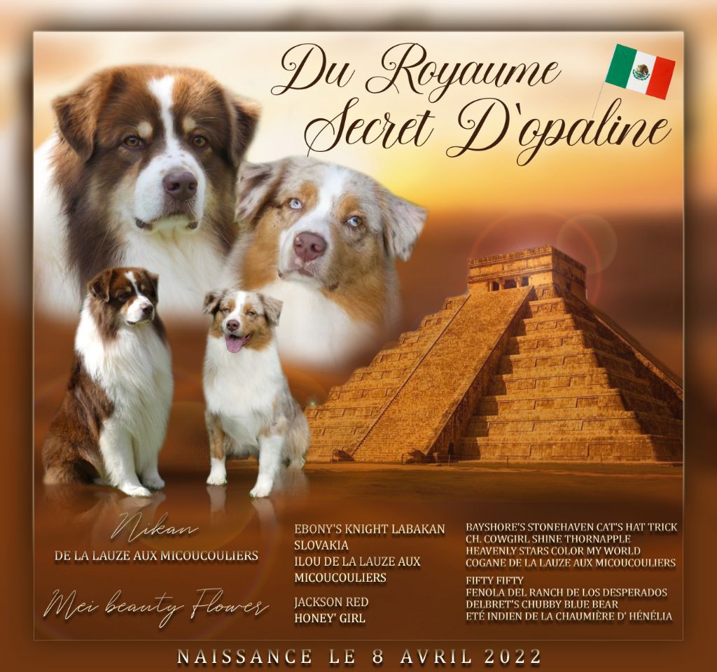 Du Royaume Secret D'opaline - Berger Australien - Portée née le 08/04/2022